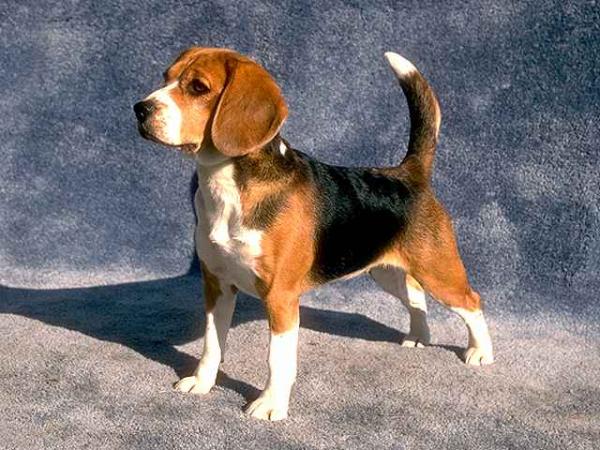 beagle (9)