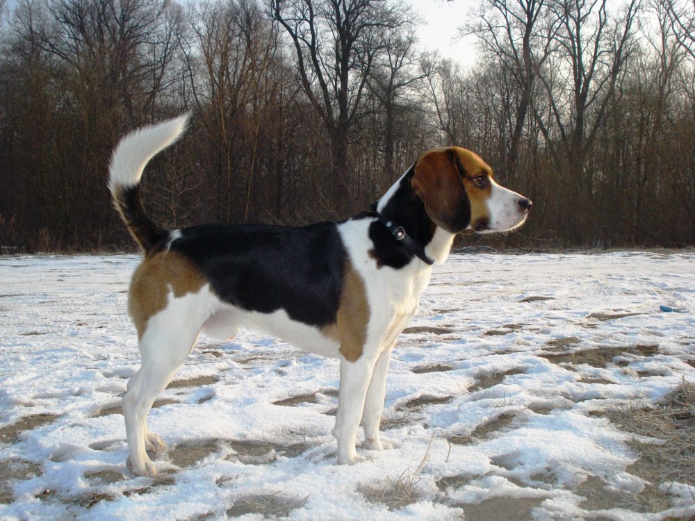 beagle-harrier (3)