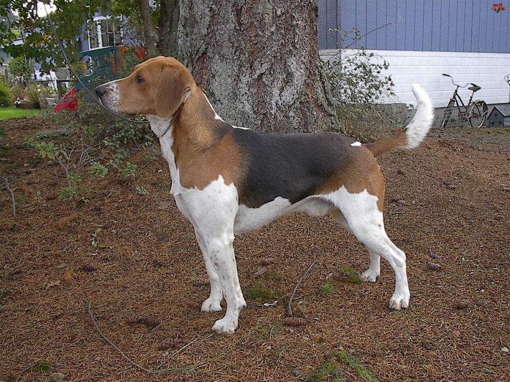 beagle-harrier (4)