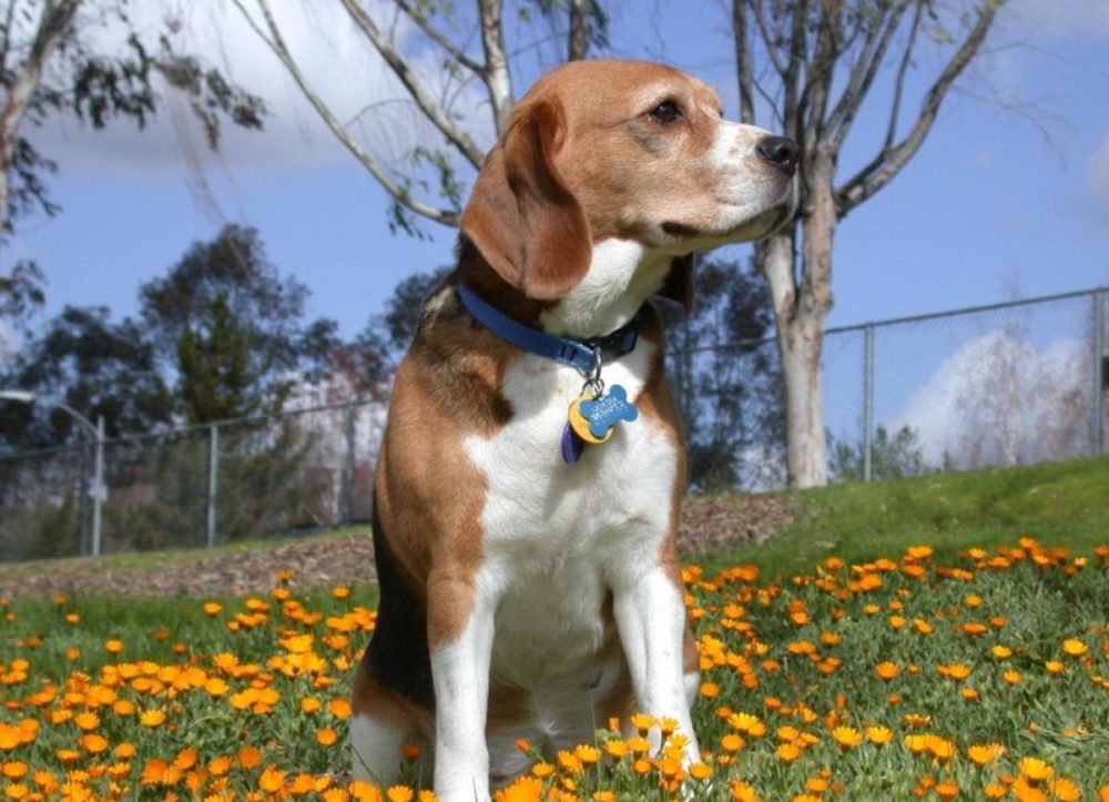 beagle-harrier (6)