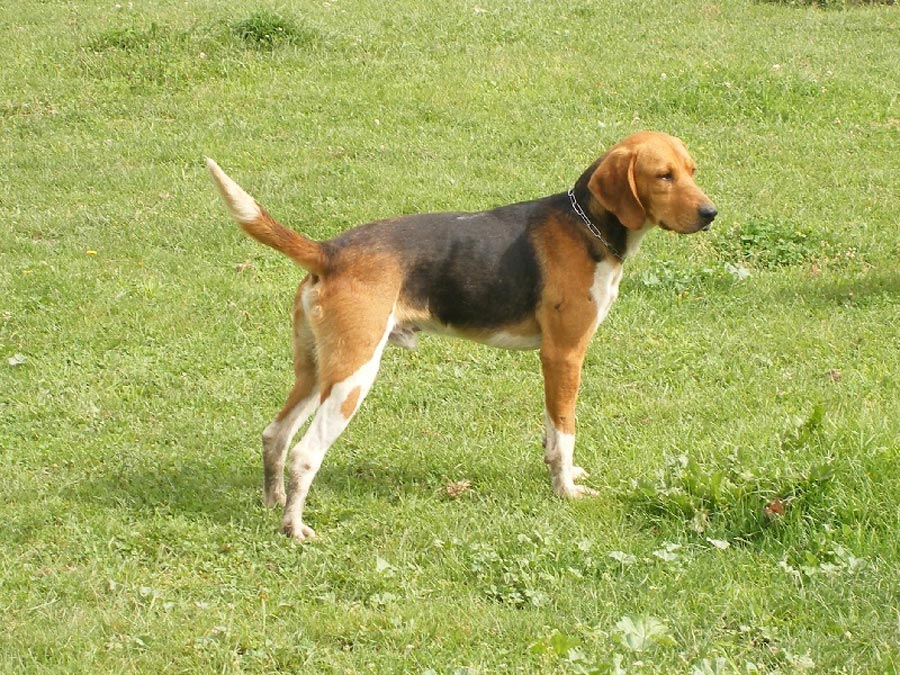 beagle-harrier (8)