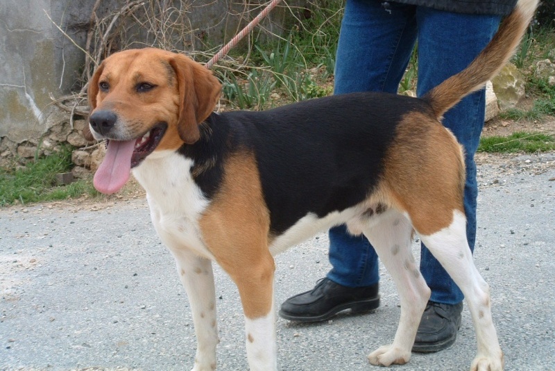 beagle-harrier (9)