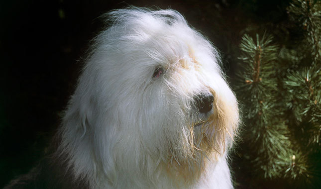 bobtail-old-english-sheepdog (10)