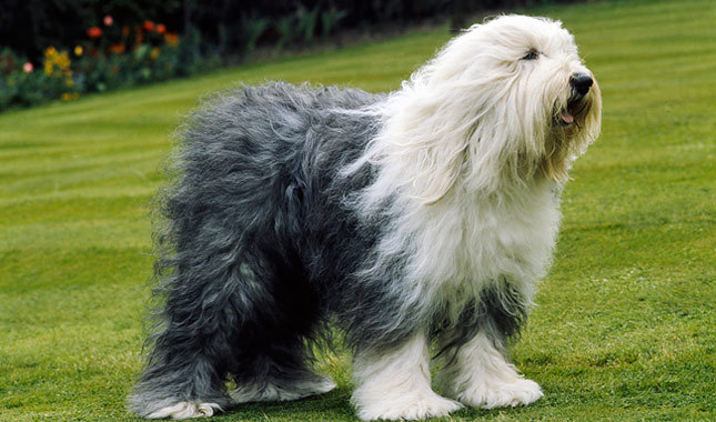 bobtail-old-english-sheepdog (11)