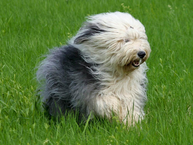 bobtail-old-english-sheepdog (2)