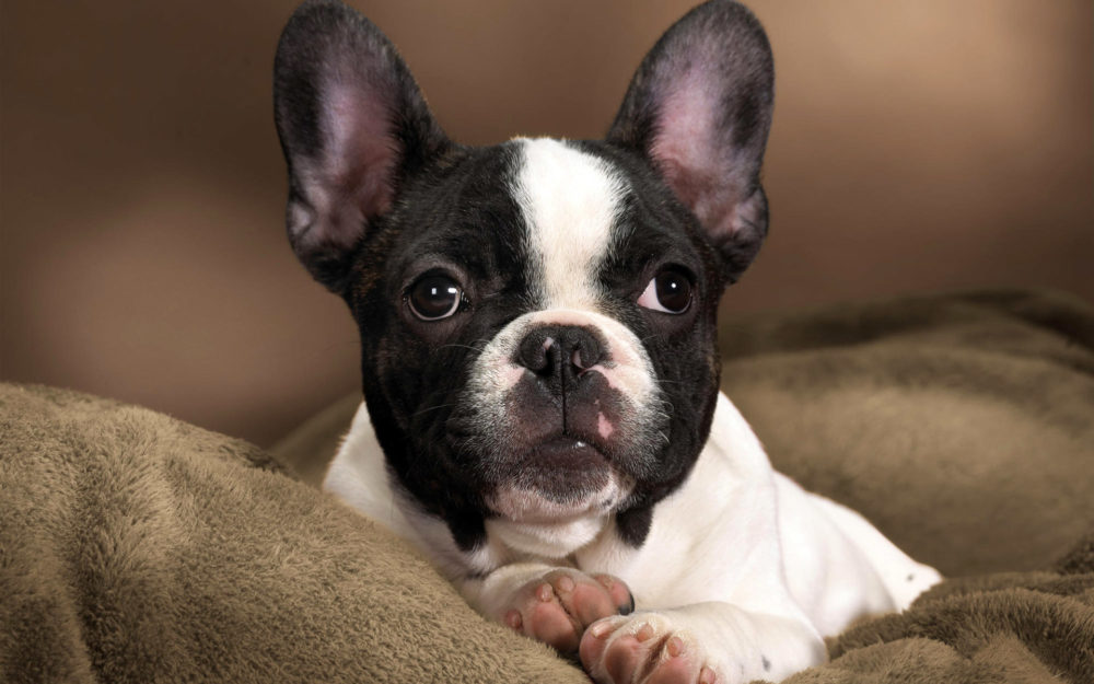 black and white french bulldog portrait