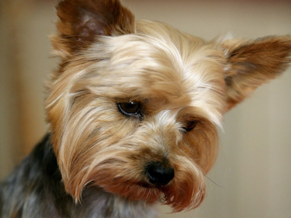 yorkshire-terrier (6)