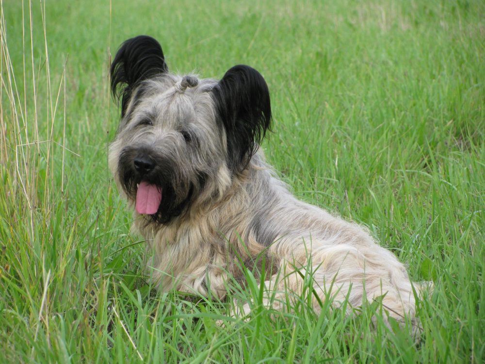 Skye-Terrier (13)