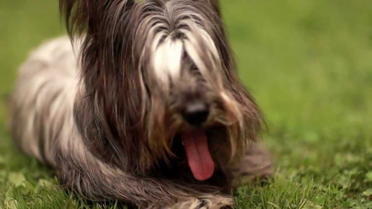 Skye-Terrier (14)