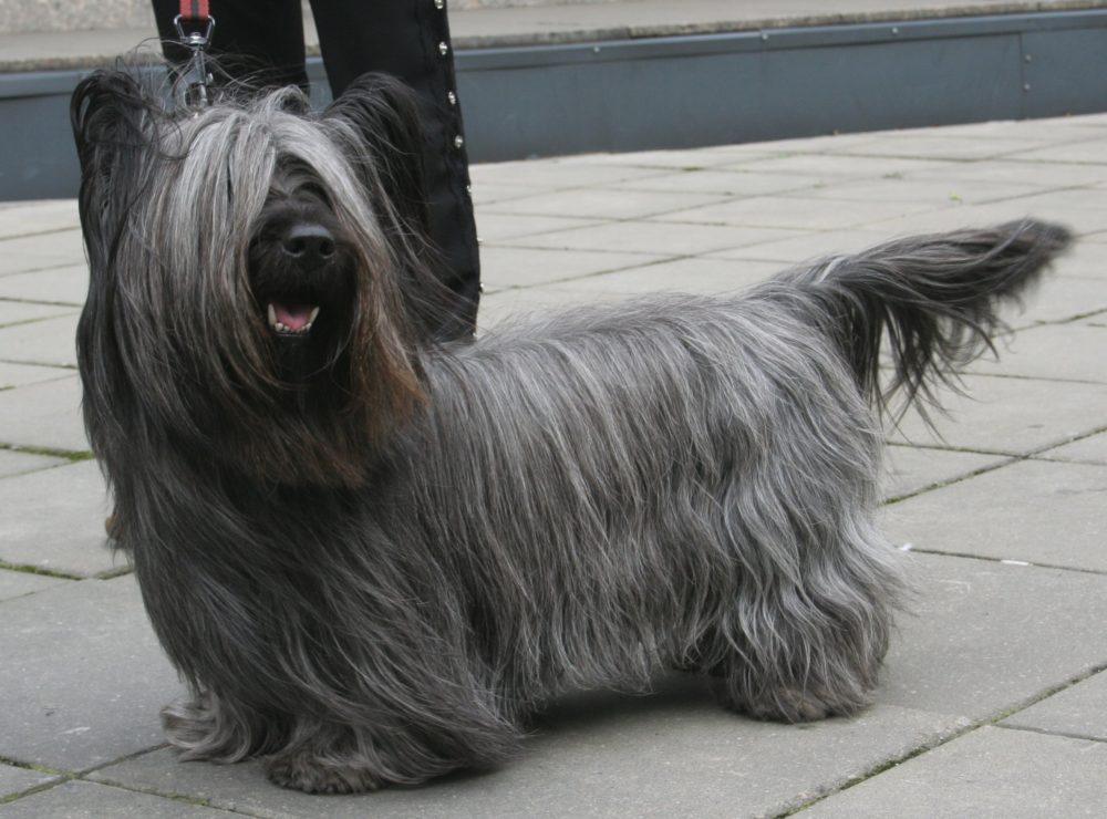 Skye-Terrier (15)