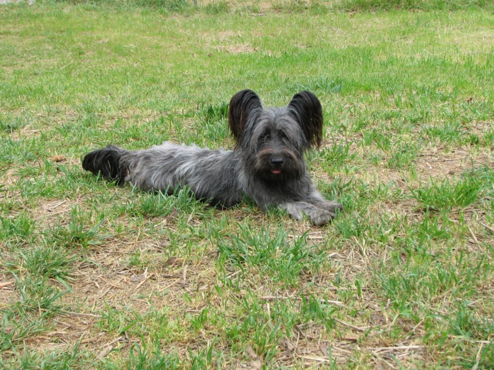 Skye-Terrier (20)