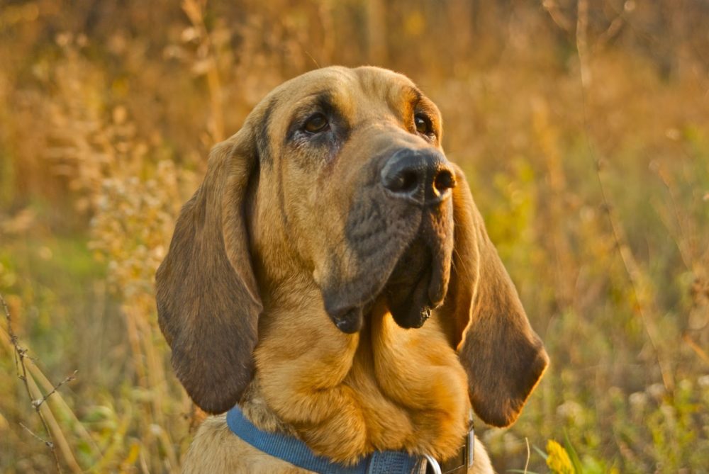 bloodhound-cao-de-santo-humberto (10)