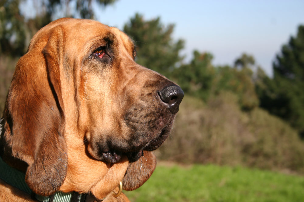 bloodhound-cao-de-santo-humberto (5)