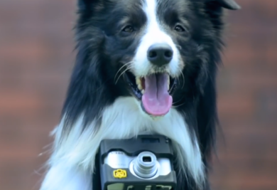 Com o Heartography, os cães vão fotografar tudo que gostam. (Foto: Reprodução / Youtube / Nikon Asia)