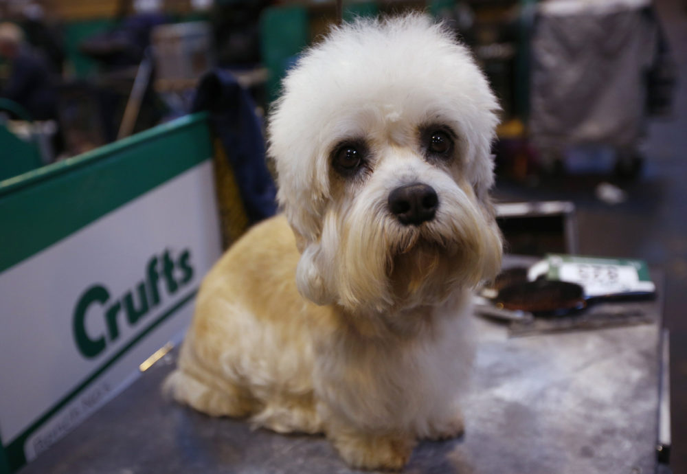 A Dandie Dinmont Terrier awaits judging during the first day of the Crufts Dog Show in Birmingham