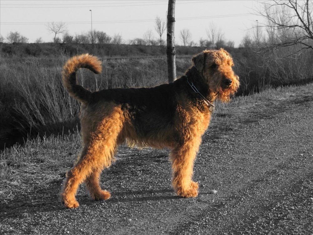 airedale-terrier (1)