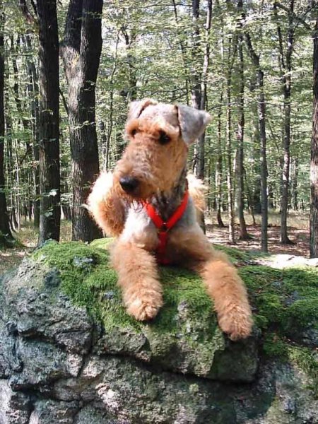 airedale-terrier (10)
