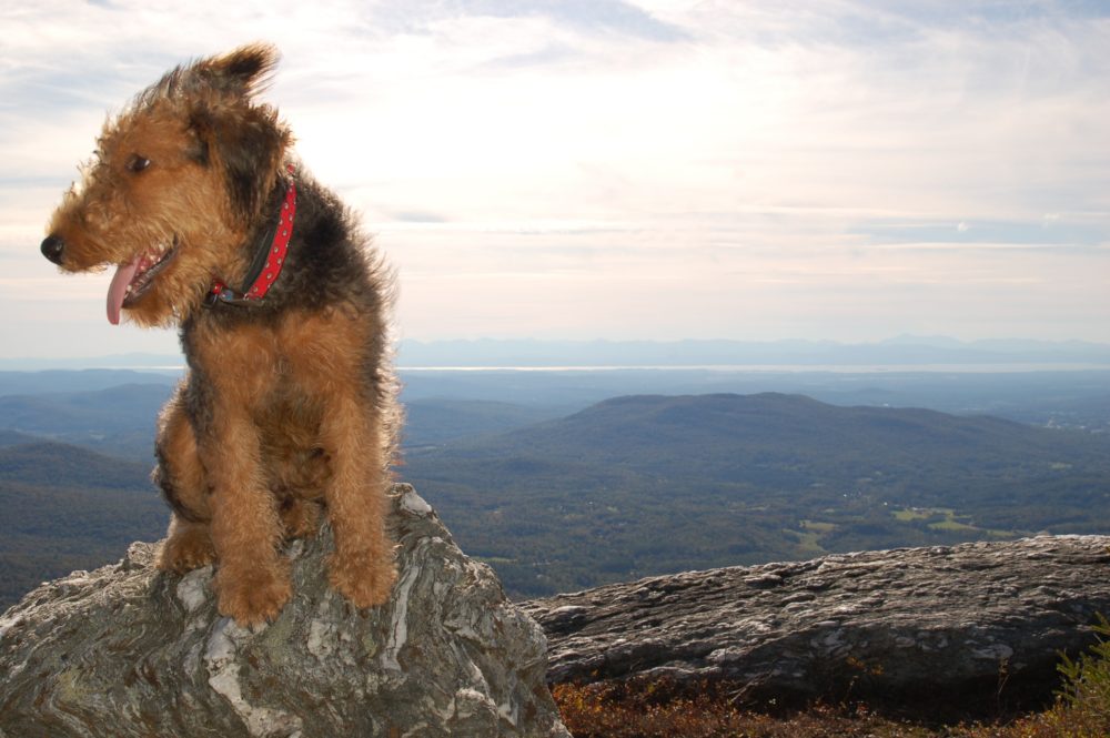 airedale-terrier (11)