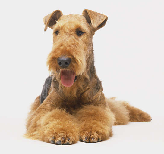 airedale-terrier (12)