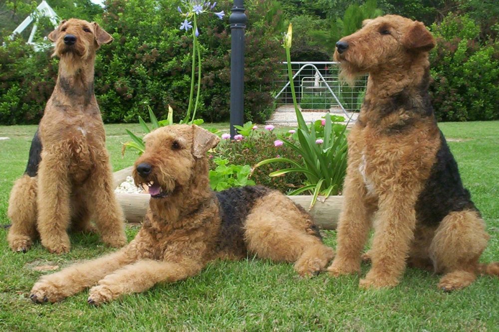 airedale-terrier (13)