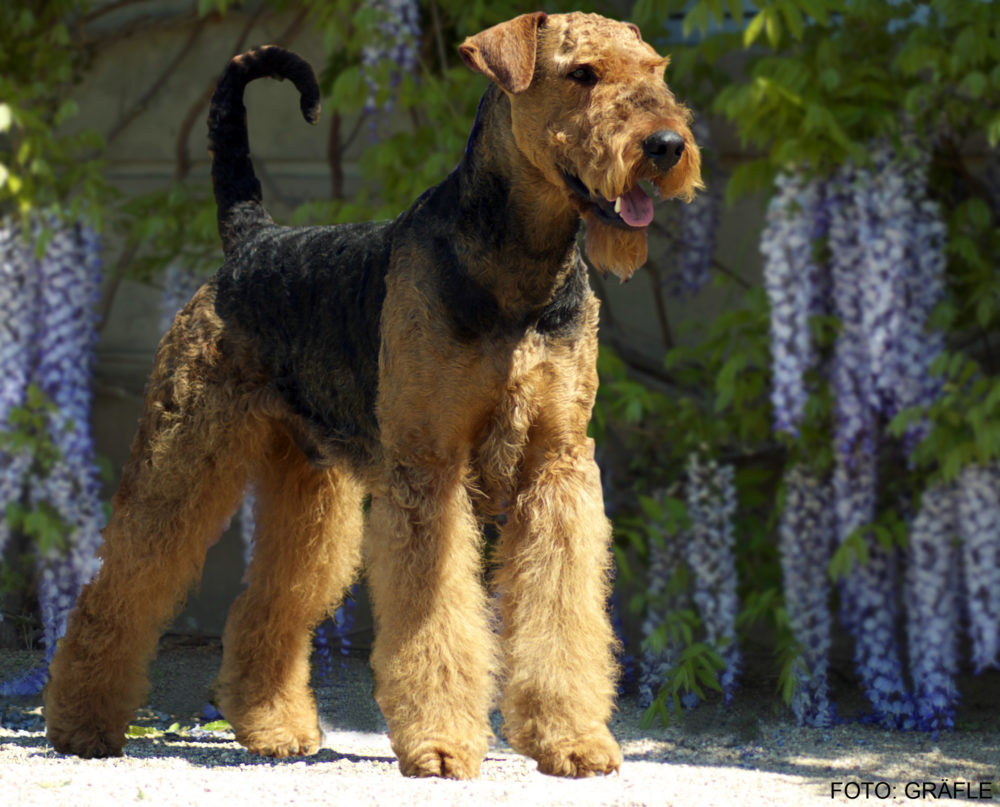 airedale-terrier (14)