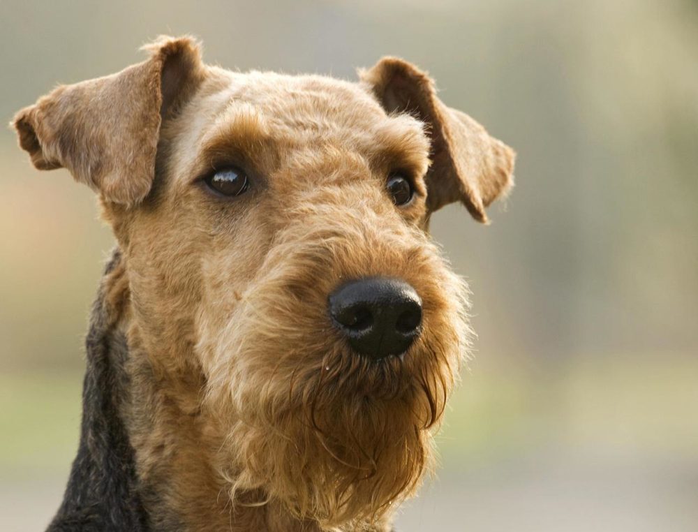 airedale-terrier (15)