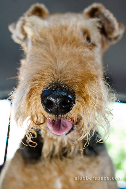 airedale-terrier (16)