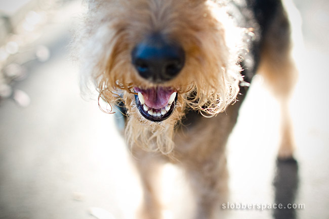 airedale-terrier (18)