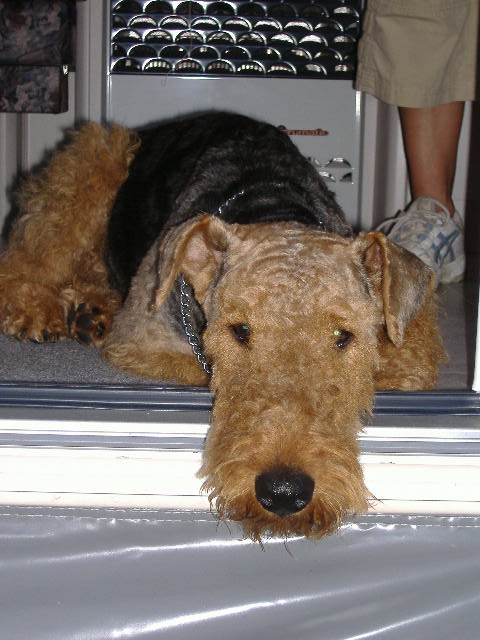 airedale-terrier (2)