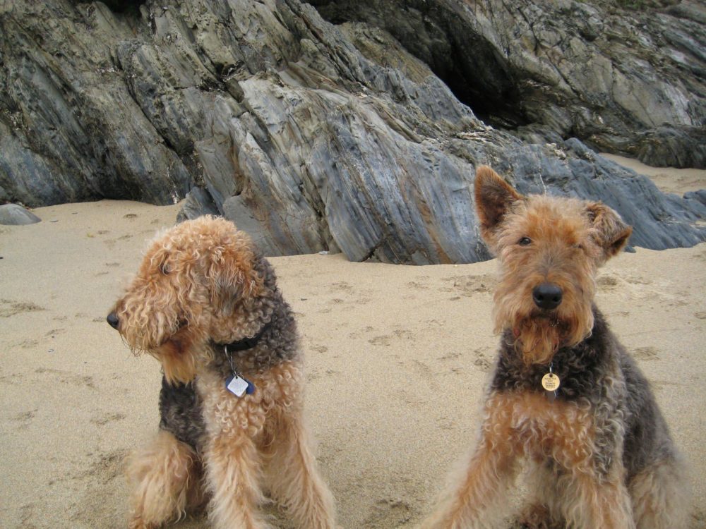 airedale-terrier (20)