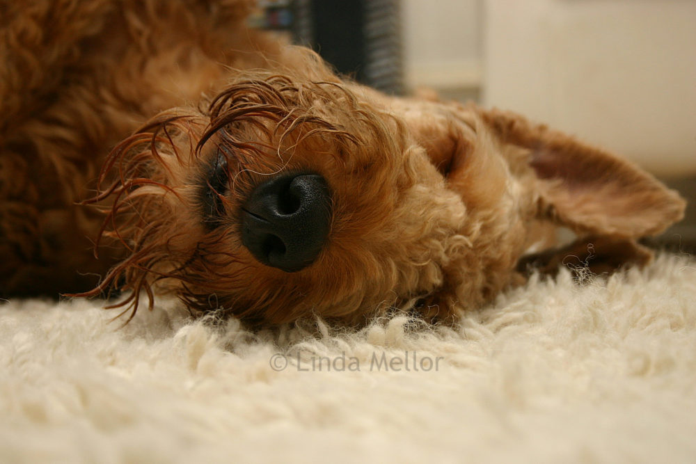airedale-terrier (21)