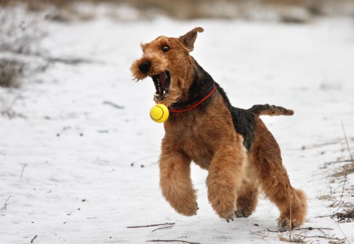 airedale-terrier (3)