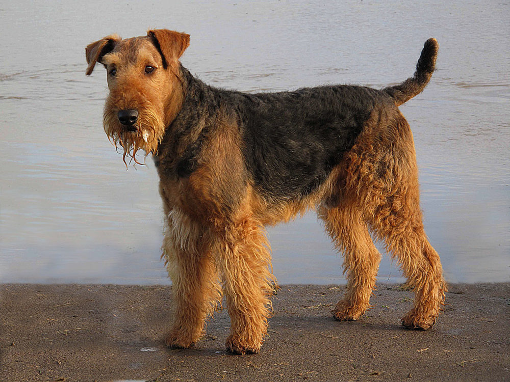 airedale-terrier (4)