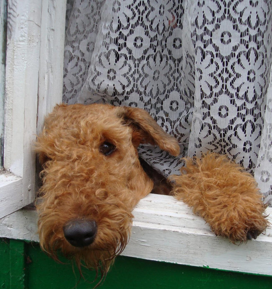 airedale-terrier (5)