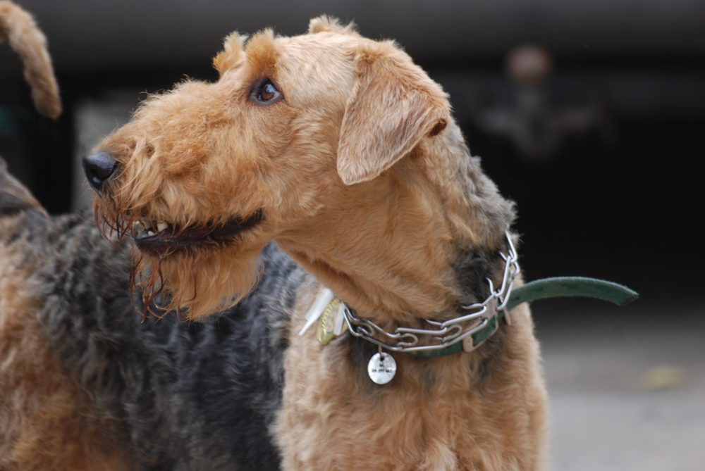 airedale-terrier (6)