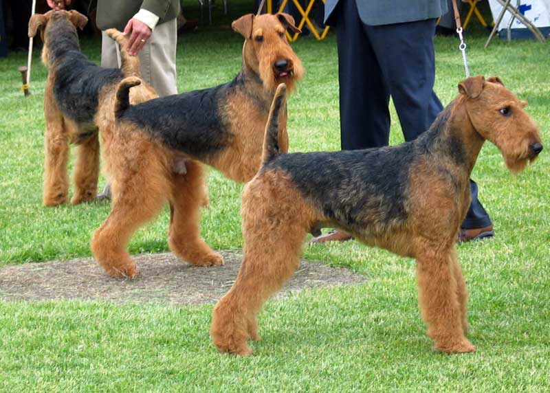 airedale-terrier (7)