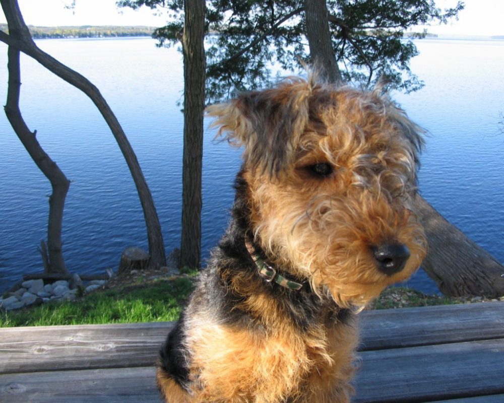 airedale-terrier (8)