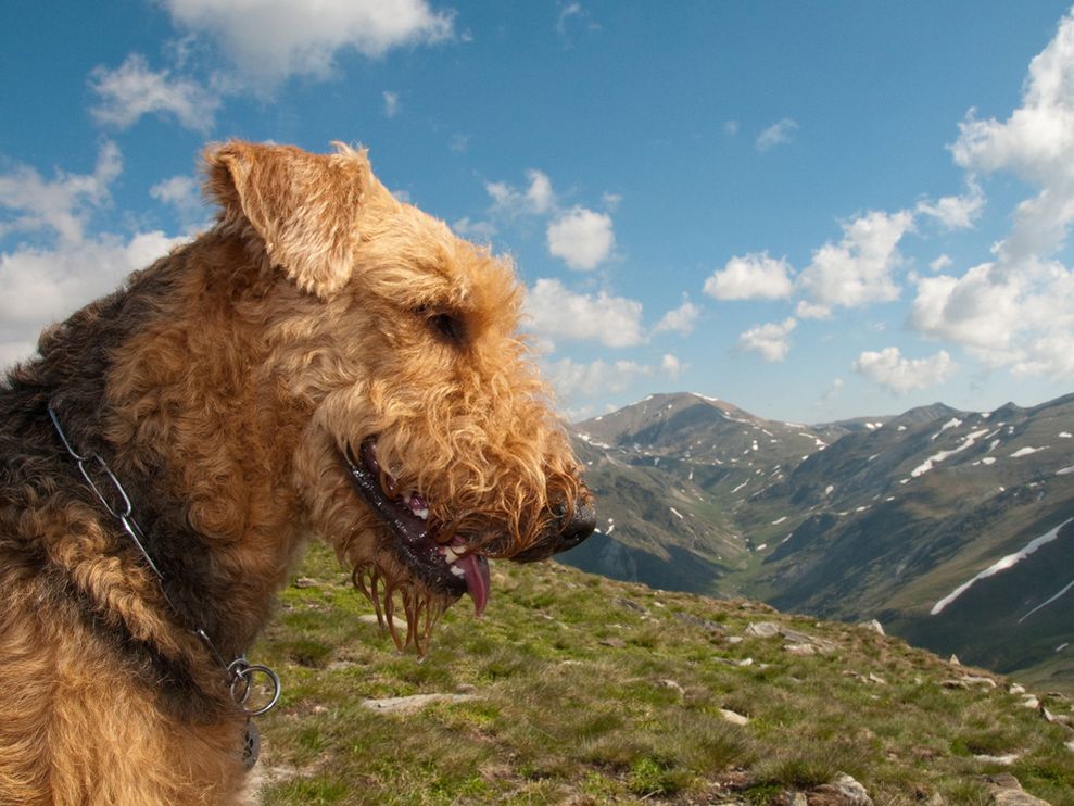 airedale-terrier (9)