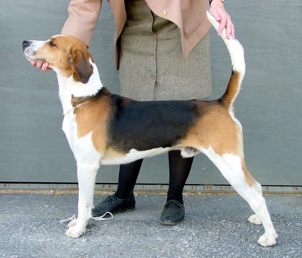 foxhound-ingles (11)