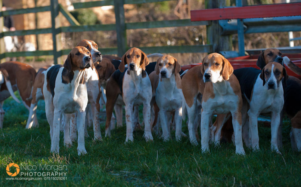 The Belvoir's Old English foxhounds