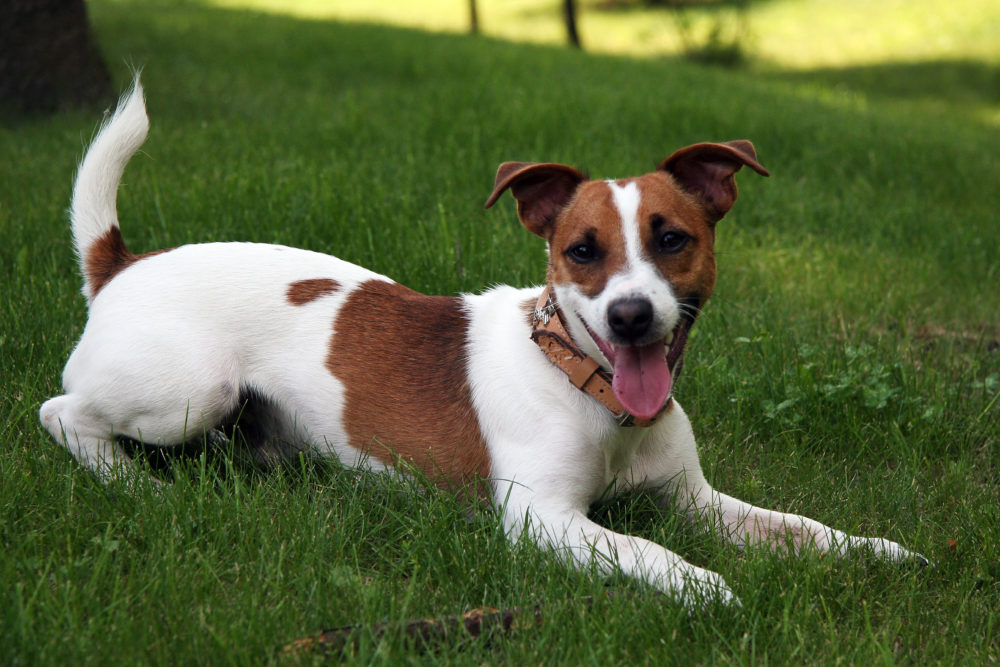 jack-russell-terrier (10)