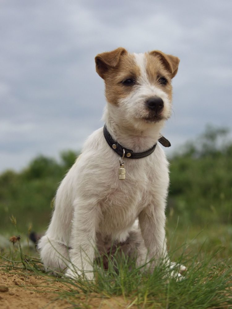 jack-russell-terrier (11)