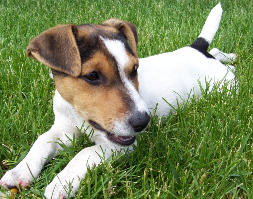 jack-russell-terrier (13)