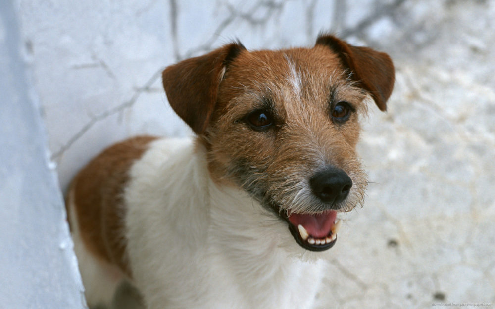 jack-russell-terrier (14)