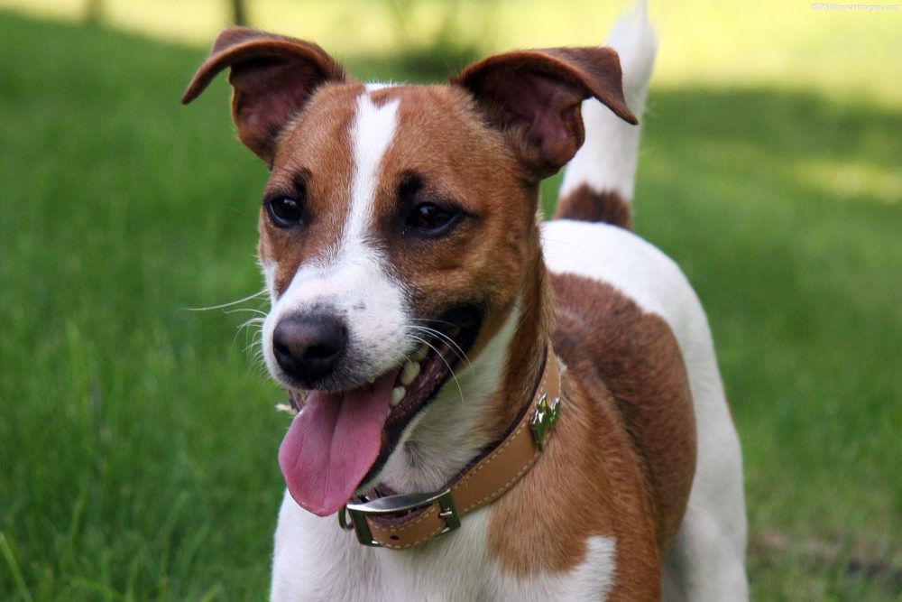 jack-russell-terrier (15)