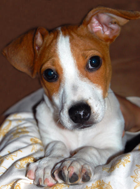 jack-russell-terrier (17)