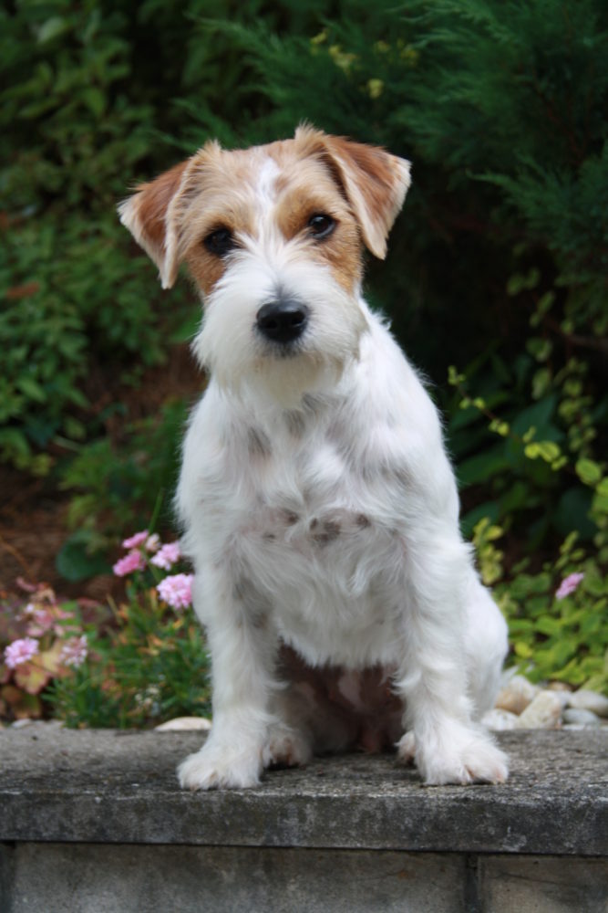 jack-russell-terrier (18)