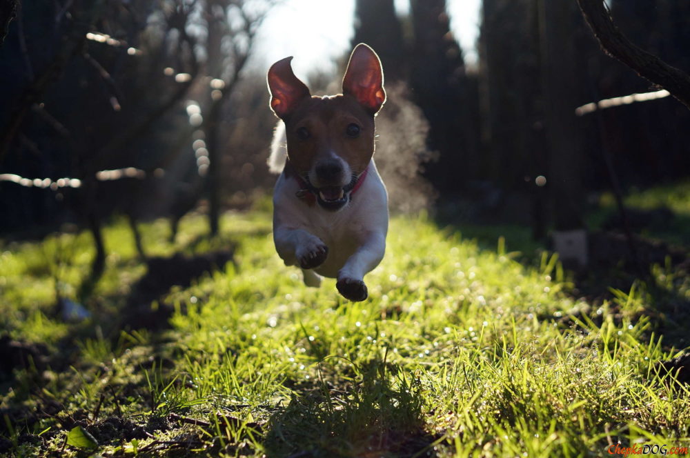 jack-russell-terrier (3)