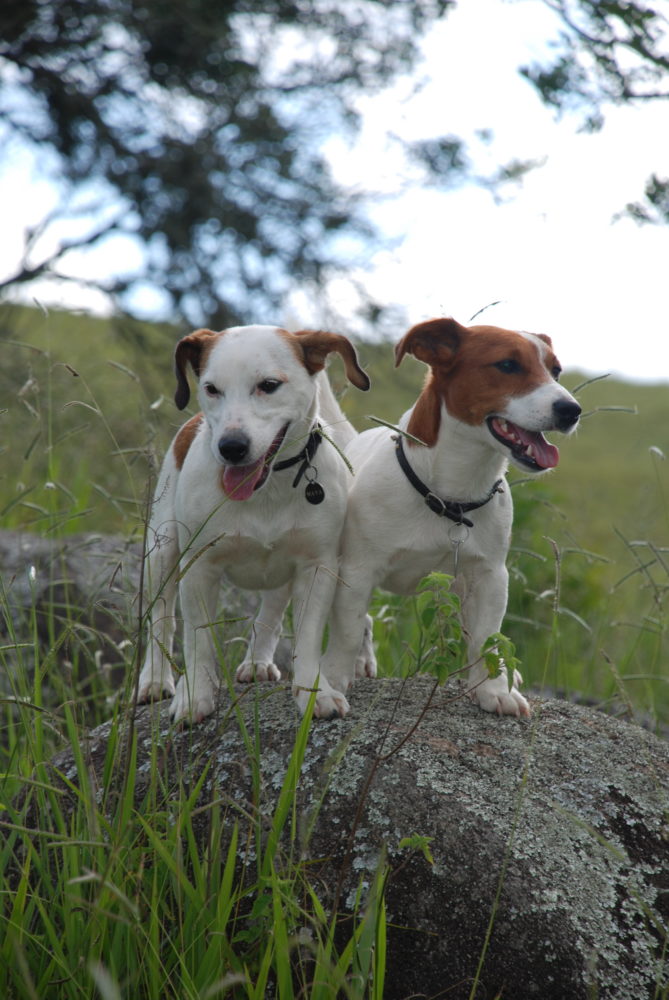 jack-russell-terrier (4)