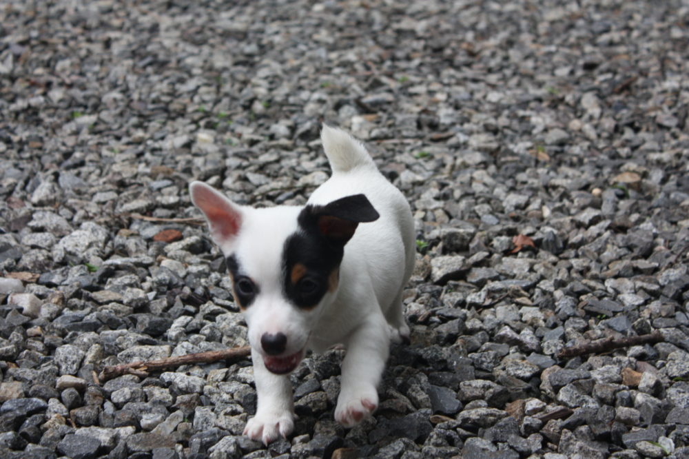 jack-russell-terrier (6)